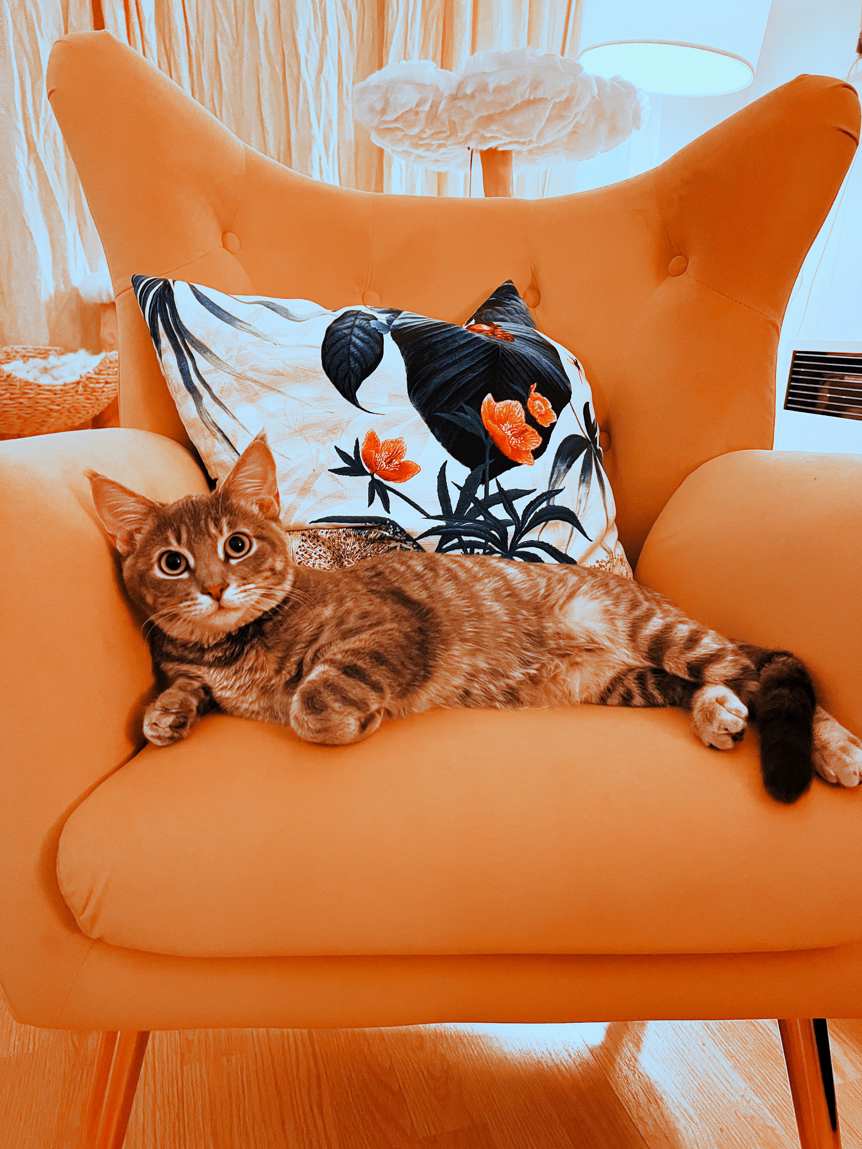 Lumi the cat
