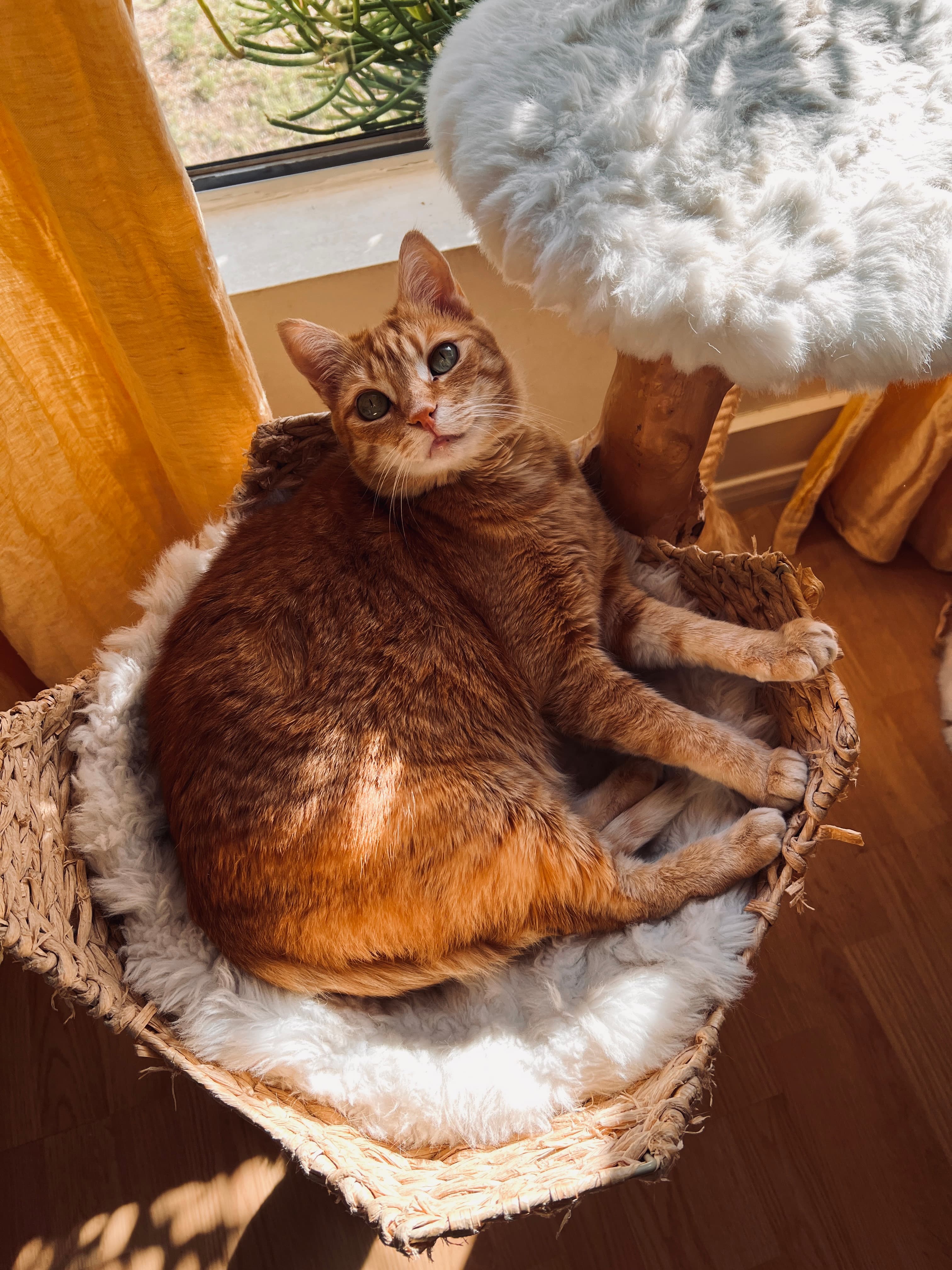 Penelope the cat